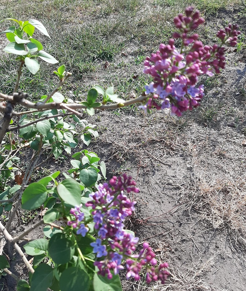 Kyiv Media
