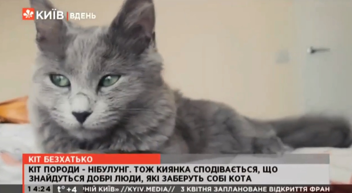 Kyiv Media