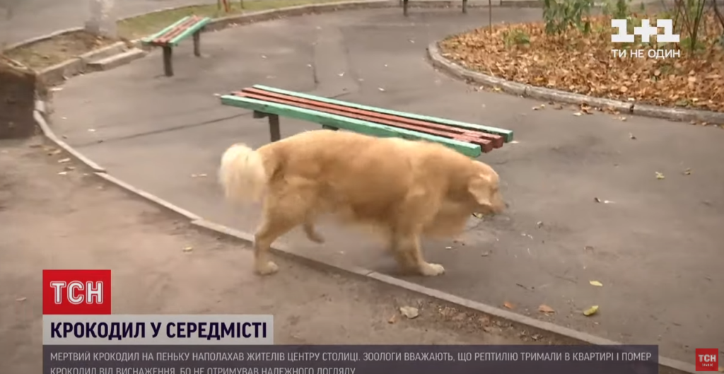Kyiv Media