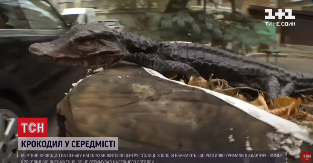 Kyiv Media