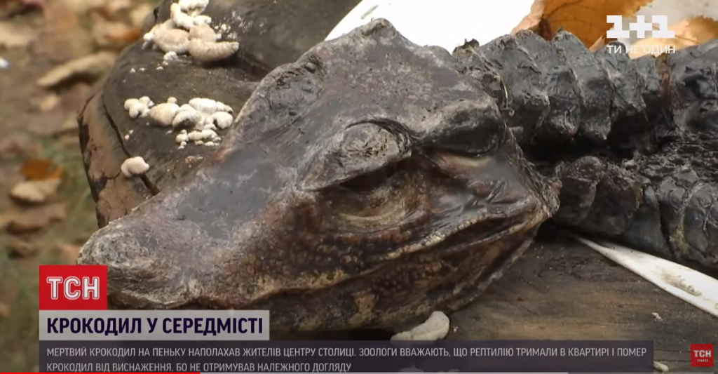 Kyiv Media