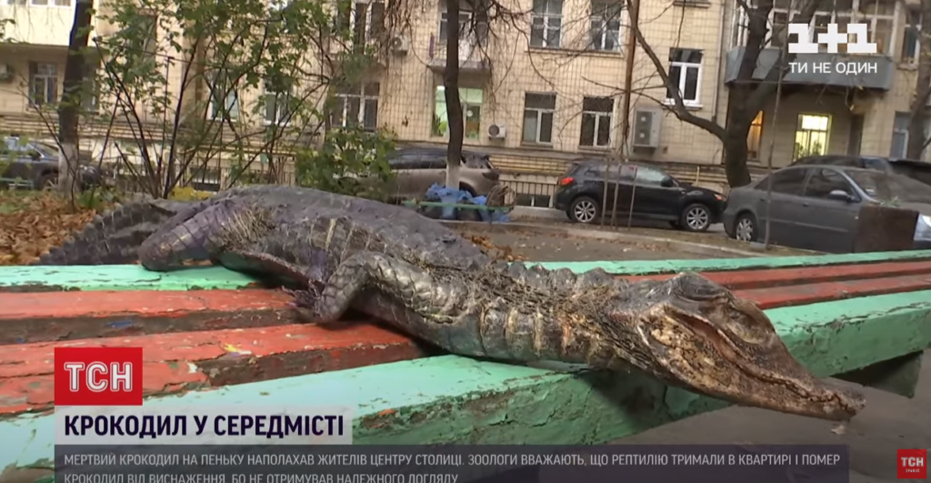 Kyiv Media