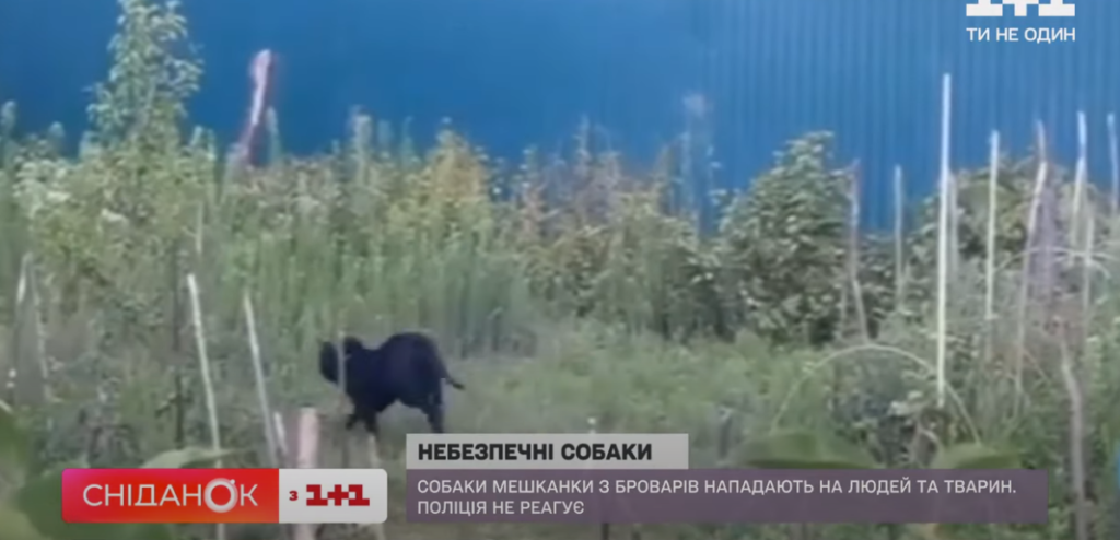 Kyiv Media
