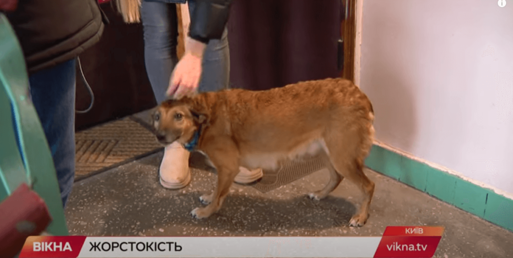 Kyiv Media