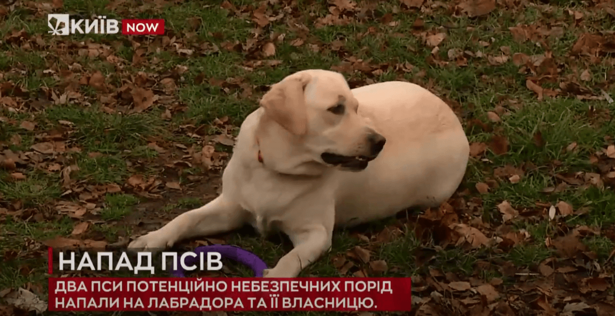 Kyiv Media