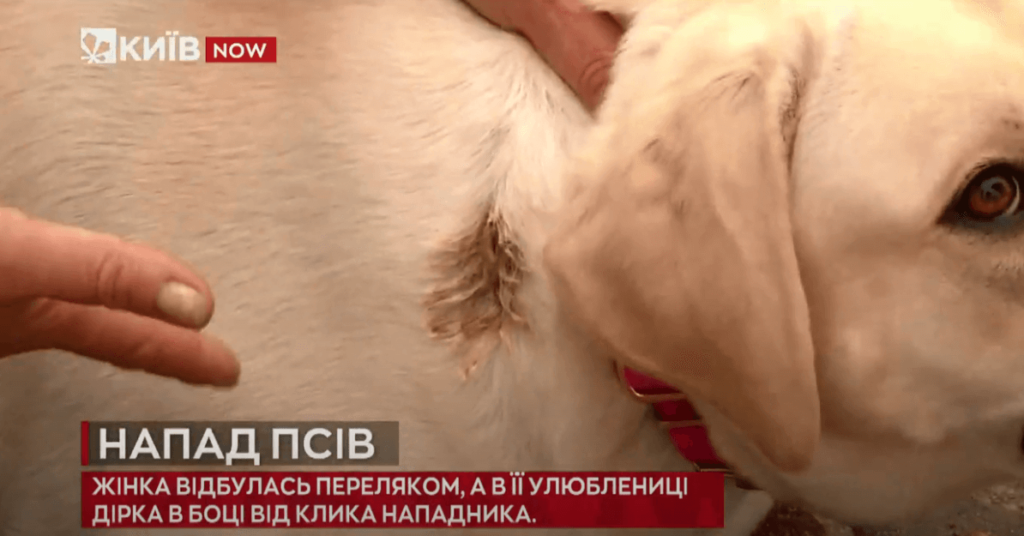 Kyiv Media