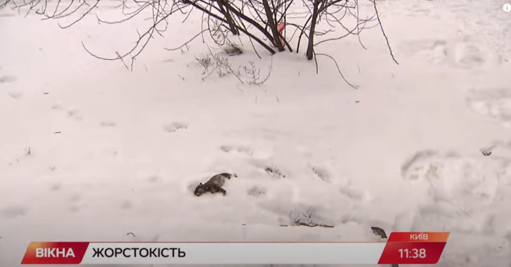 Kyiv Media