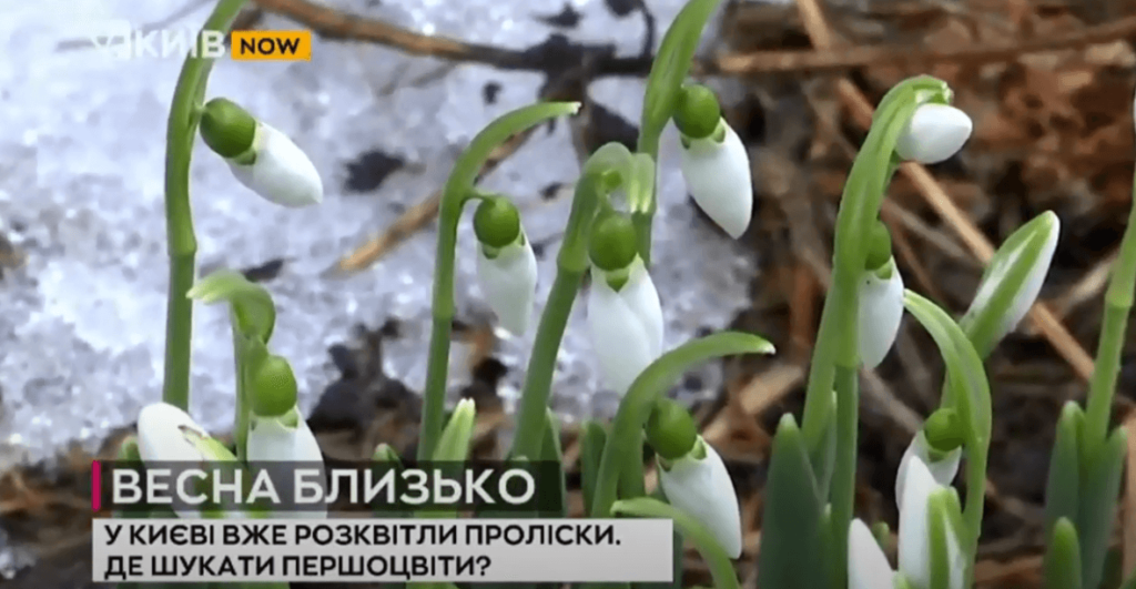 Kyiv Media