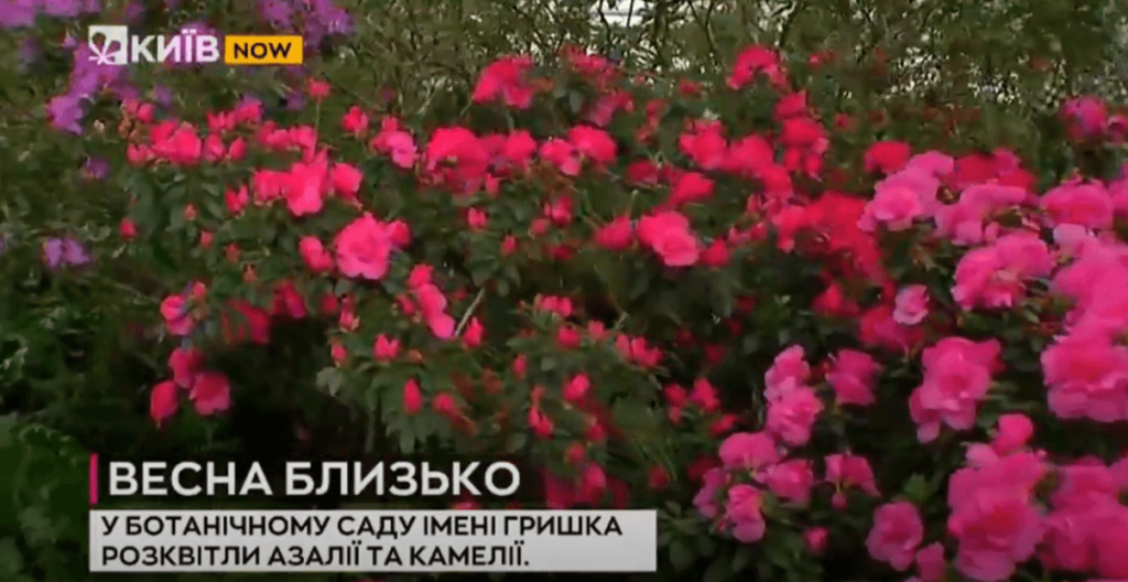 Kyiv Media