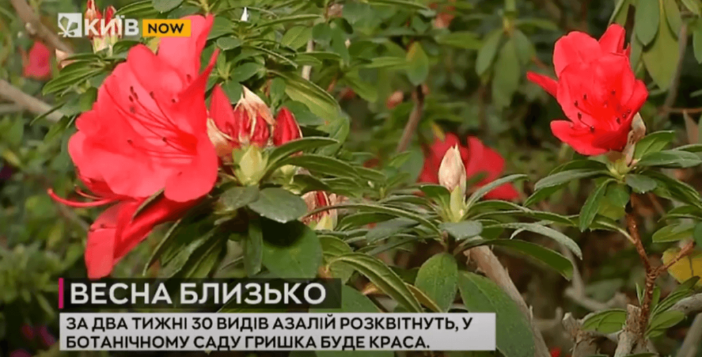 Kyiv Media