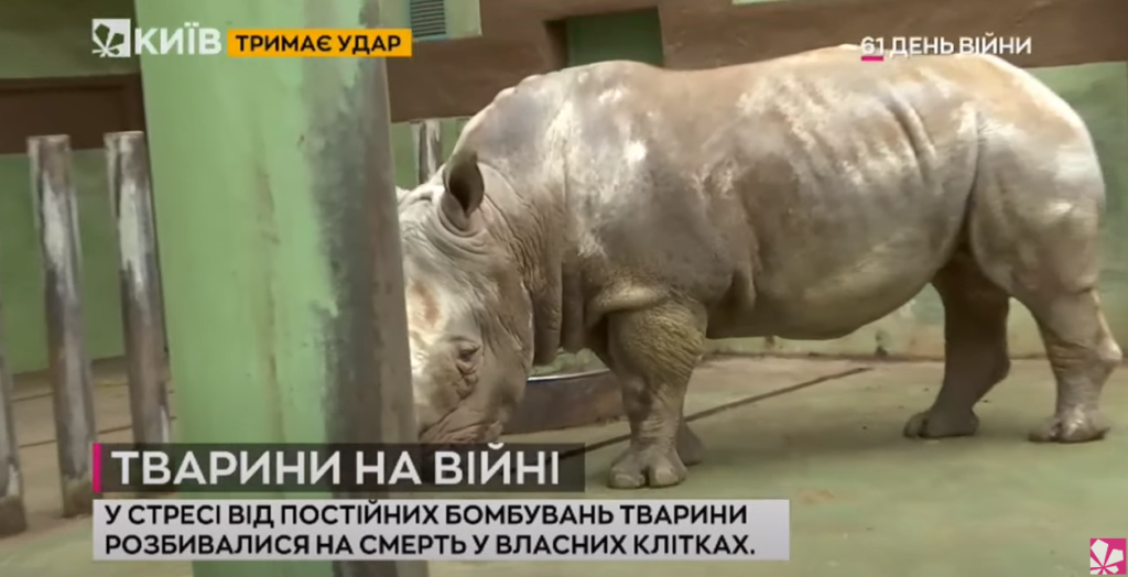 Kyiv Media