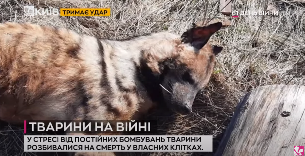 Kyiv Media