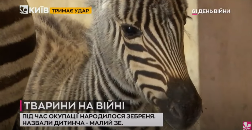 Kyiv Media
