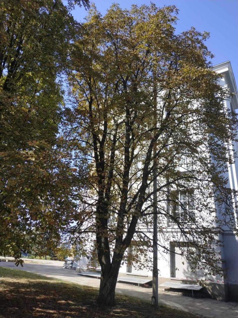 КИЇВ24