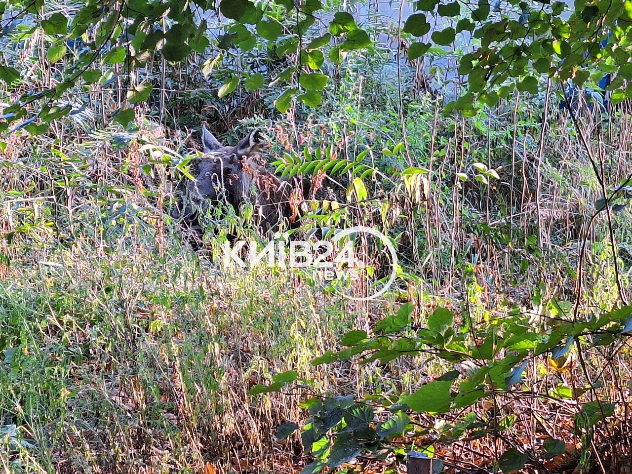 КИЇВ24