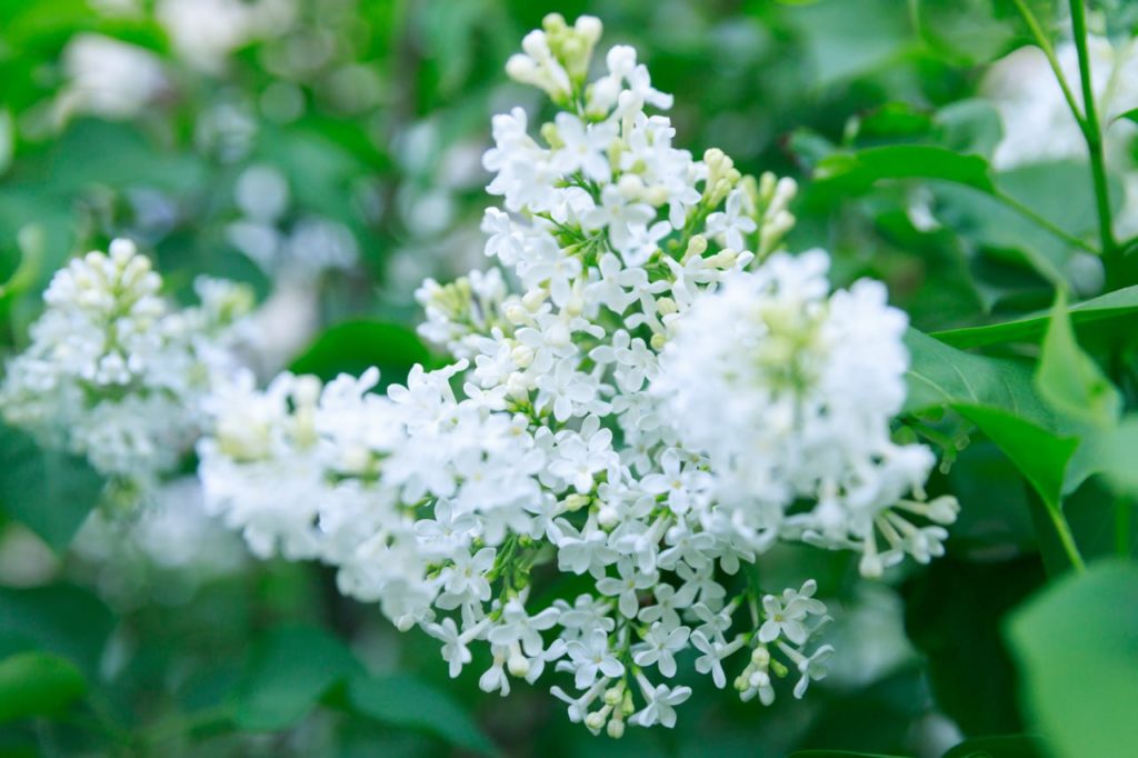 КИЇВ24